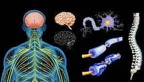 esclerosis multiple esclerosis multiple